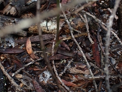 Pterostylis nigricans