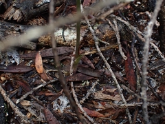 Pterostylis nigricans