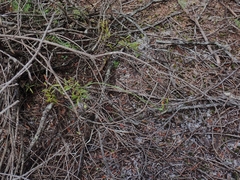 Pterostylis nigricans