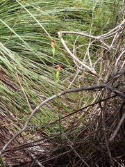 Pterostylis nigricans