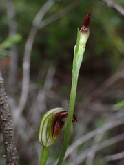 Pterostylis nigricans