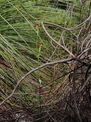 Pterostylis nigricans