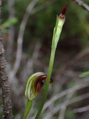 Pterostylis nigricans