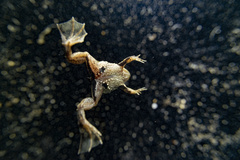 Occidozyga lima