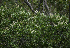 Buckinghamia celsissima