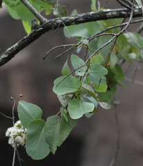 Eucalyptus shirleyi