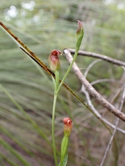 Pterostylis nigricans