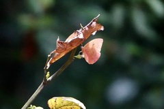 Phoebis philea philea