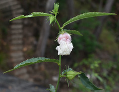 Hibiscus meraukensis