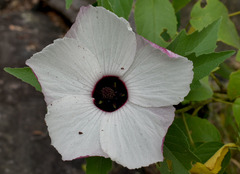 Hibiscus townsvillensis