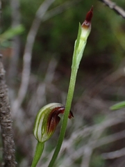 Pterostylis nigricans