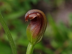 Pterostylis nigricans