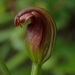 Pterostylis nigricans - Photo (c) Michelle Colpus,  זכויות יוצרים חלקיות (CC BY-NC), הועלה על ידי Michelle Colpus