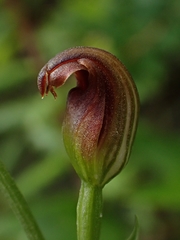Pterostylis nigricans