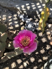 Opuntia basilaris brachyclada