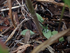 Pterostylis nigricans