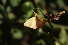 Phoebis philea philea