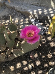 Opuntia basilaris brachyclada