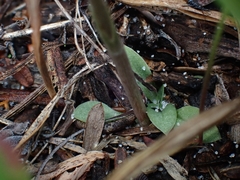 Pterostylis nigricans