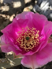 Opuntia basilaris brachyclada