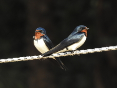 Hirundo lucida