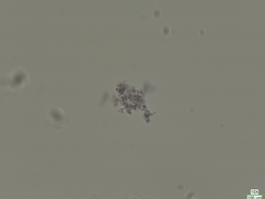 Microcystaceae