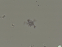 Microcystaceae
