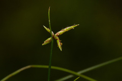 Cyperus vandervekenii