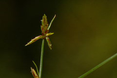 Cyperus vandervekenii