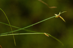 Cyperus vandervekenii