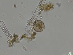 Chytridiomycota