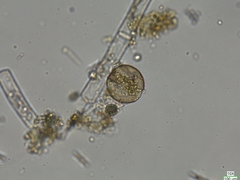 Chytridiomycota