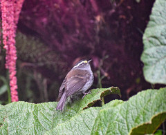 Silvicultrix frontalis