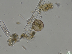Chytridiomycota