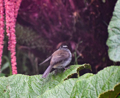 Silvicultrix frontalis