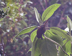 Cinnycerthia unirufa