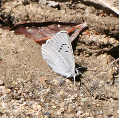 Icaricia icarioides lycea