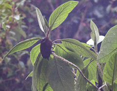 Cinnycerthia unirufa