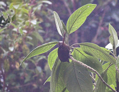 Cinnycerthia unirufa