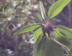 Cinnycerthia unirufa