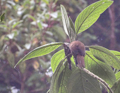 Cinnycerthia unirufa