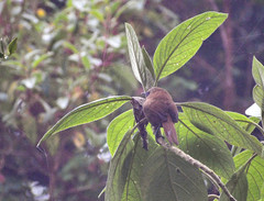 Cinnycerthia unirufa