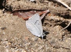 Icaricia icarioides lycea