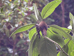 Cinnycerthia unirufa