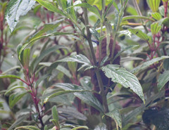 Cinnycerthia unirufa