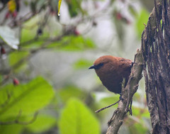 Cinnycerthia unirufa