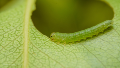 Pristiphora abbreviata