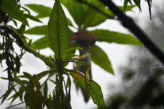 Cinnycerthia unirufa