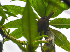 Cinnycerthia unirufa