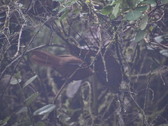 Cinnycerthia unirufa